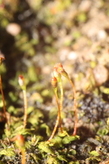 Fissidens taylorii
