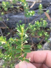Pimelea leptospermoides