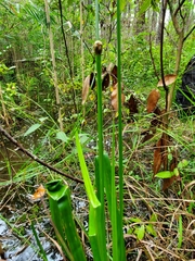 Xyris laxifolia iridifolia