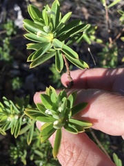 Pimelea leptospermoides