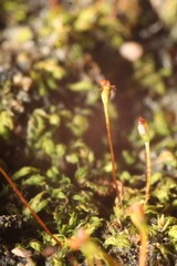 Fissidens taylorii