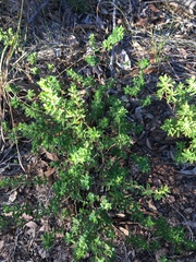 Pimelea leptospermoides