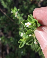 Pimelea leptospermoides