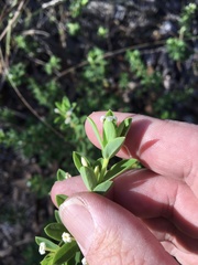 Pimelea leptospermoides