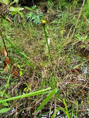 Xyris laxifolia iridifolia