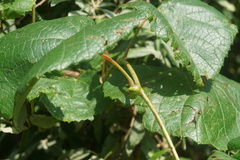 Ampelomyia vitispomum