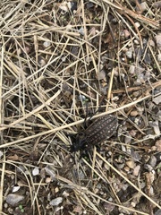 Carabus clatratus