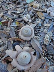 Geastrum saccatum