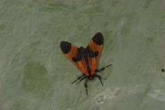 Dycladia correbioides