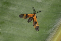 Dycladia correbioides