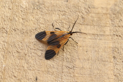 Dycladia correbioides