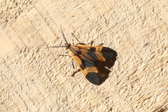 Dycladia correbioides
