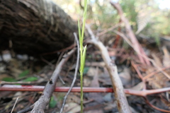 Pterostylis melagramma