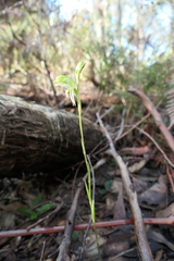Pterostylis melagramma