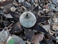 Geastrum