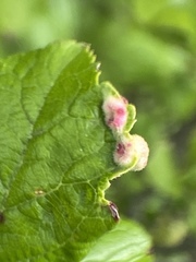Eriophyes prunispinosae