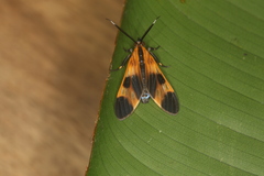 Dycladia emerita