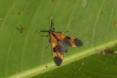 Dycladia emerita