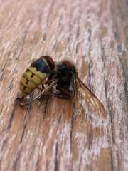 Vespa crabro