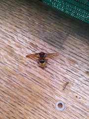 Vespa crabro