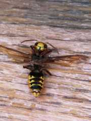 Vespa crabro