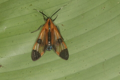 Dycladia vitrina