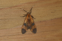 Dycladia vitrina