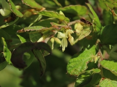 Phyllodium pulchellum