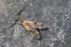 Dycladia vitrina