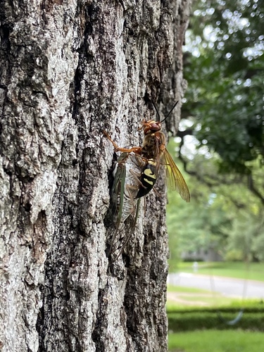 Eastern cicada killer