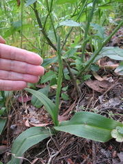 Platanthera elongata