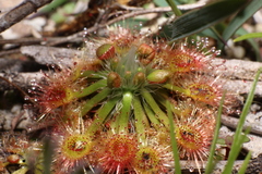 Drosera