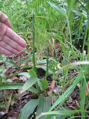Platanthera elongata