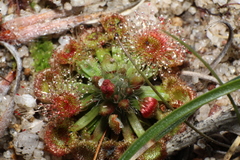 Drosera