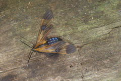 Dycladia vitrina