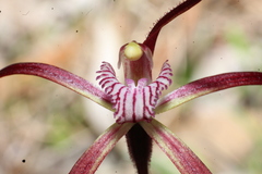 Caladenia polychroma