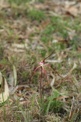 Caladenia polychroma