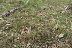 Caladenia polychroma