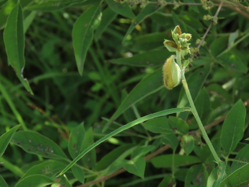 Image of Crotalaria sessiliflora by (c) chiuluan, some rights reserved (CC BY)