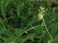 Crotalaria sessiliflora