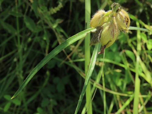 Image of Crotalaria sessiliflora by (c) chiuluan, some rights reserved (CC BY)
