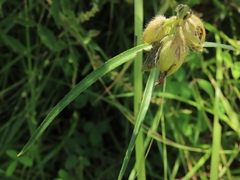 Crotalaria sessiliflora