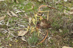 Caladenia xantha