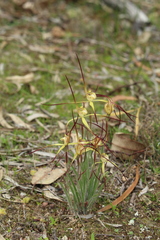 Caladenia xantha