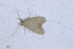 Episcepsis gnomoides