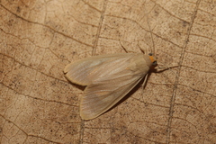 Episcepsis gnomoides