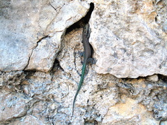 Dalmatolacerta oxycephala