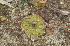 Drosera collina