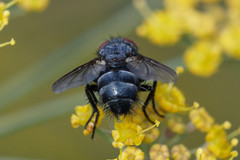 Epicampocera succincta