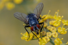 Epicampocera succincta